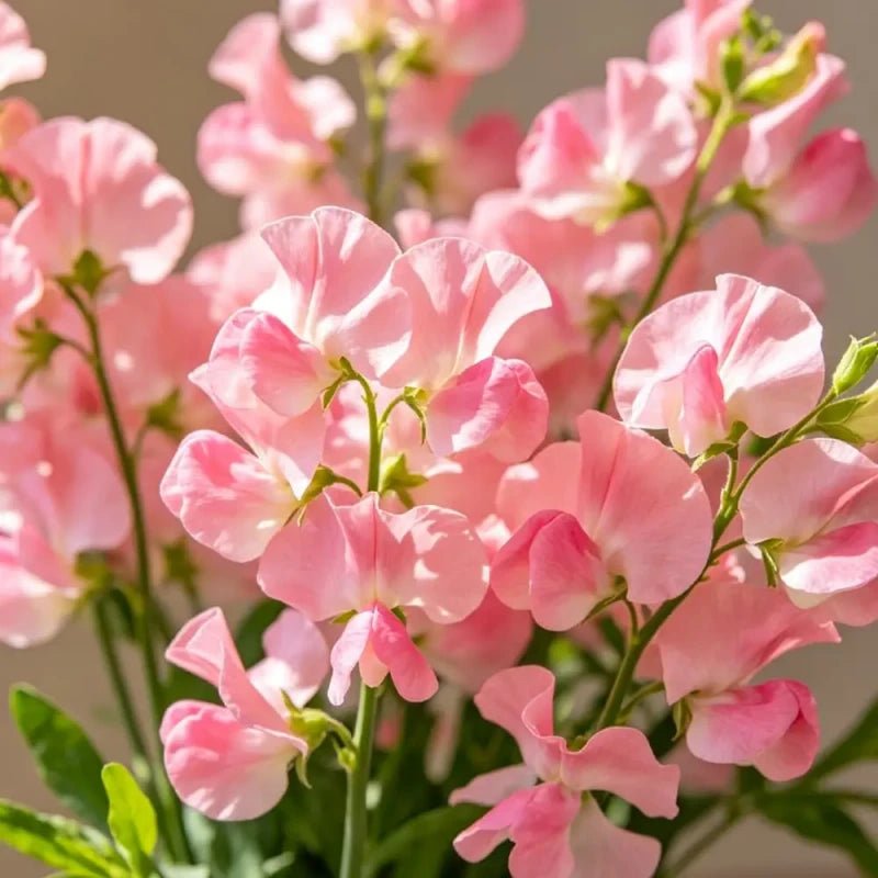 Pink Cut Flower Sweet Pea Seeds - Verdseeds