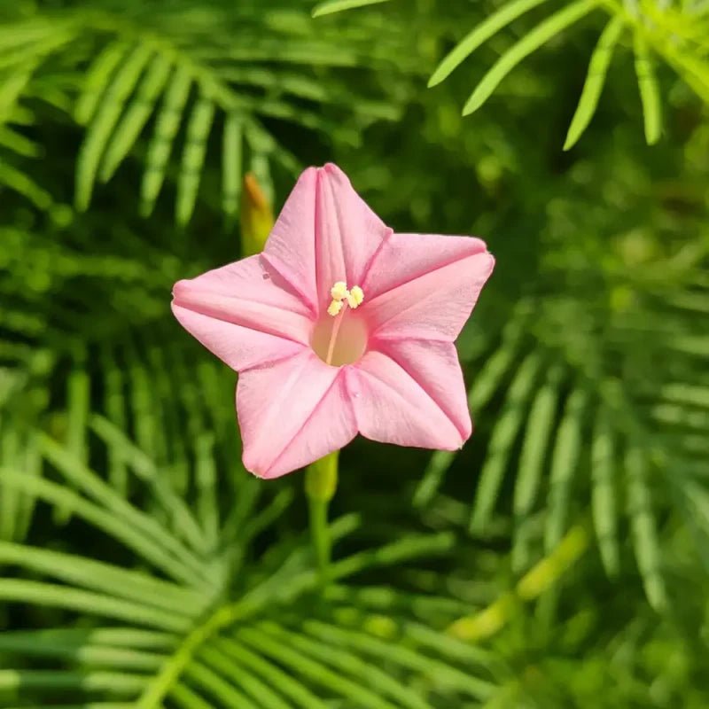 Pink Cypress Vine Seeds - Verdseeds