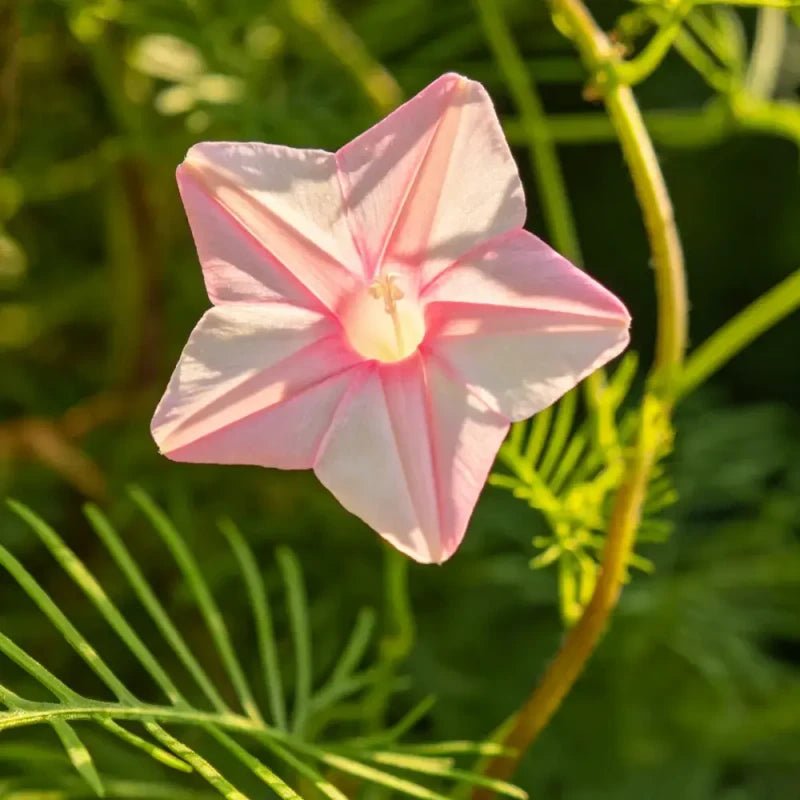 Pink Cypress Vine Seeds - Verdseeds