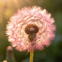 Pink Dandelion Seeds - Verdseeds