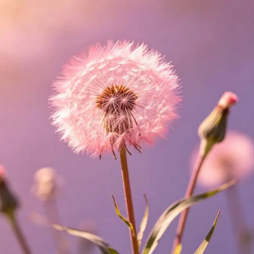 Pink Dandelion Seeds - Verdseeds