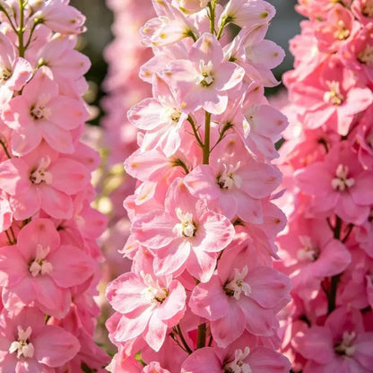 Pink Delphinium Seeds - Verdseeds