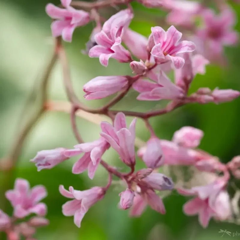 Pink Dogbane Seeds - Verdseeds