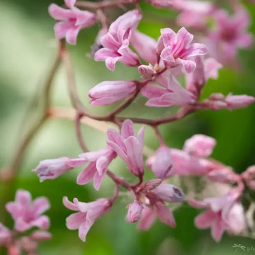 Pink Dogbane Seeds - Verdseeds