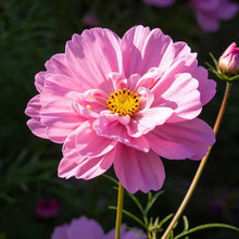 Pink double petaled Cosmos Seeds - Verdseeds