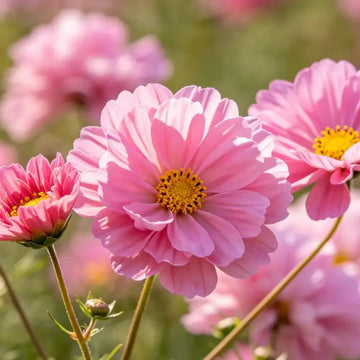 Cosmos