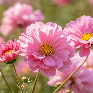 Pink double petaled Cosmos Seeds - Verdseeds