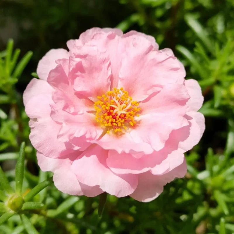 Pink Double Petals Moss Rose Seeds - Verdseeds