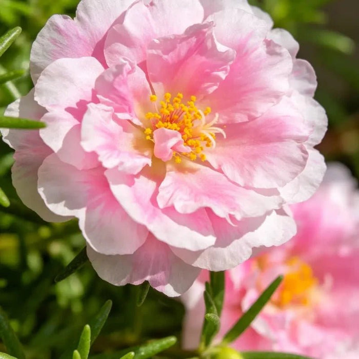 Pink Double Petals Moss Rose Seeds - Verdseeds