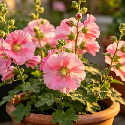 Pink Dwarf Hollyhock Seeds - Verdseeds
