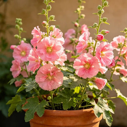 Pink Dwarf Hollyhock Seeds - Verdseeds
