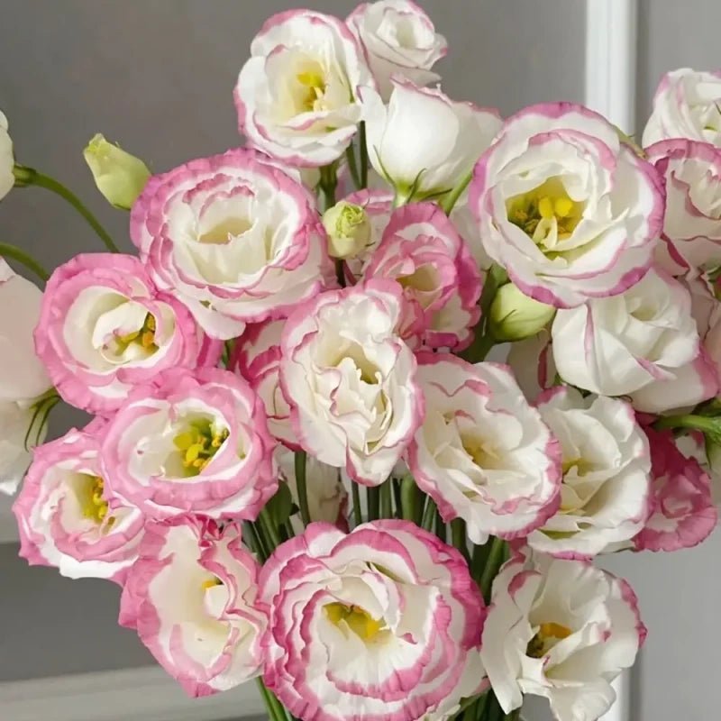 Pink-Edged Lisianthus Seeds - Verdseeds