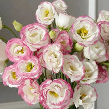 Pink-Edged Lisianthus Seeds - Verdseeds