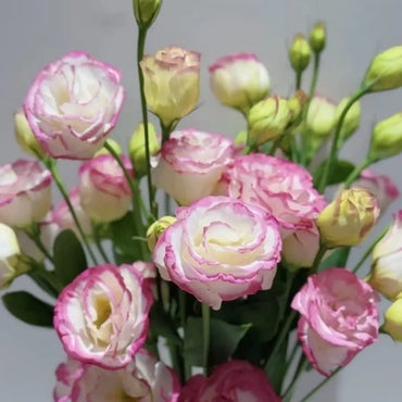 Pink-Edged Lisianthus Seeds - Verdseeds