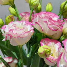 Pink-Edged Lisianthus Seeds - Verdseeds