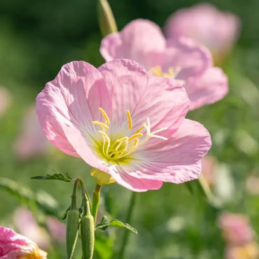 Pink Elegant Clarkia Seeds - Verdseeds