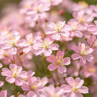 Pink Elegant Clarkia Seeds - Verdseeds