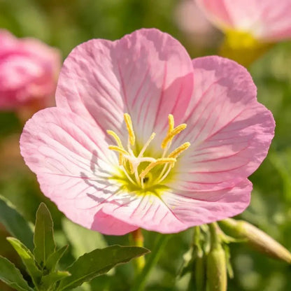 Pink Elegant Clarkia Seeds - Verdseeds
