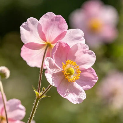 Pink Elegant Clarkia Seeds - Verdseeds