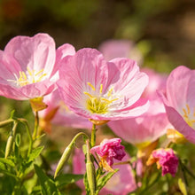Pink Evening Primrose Seeds - Verdseeds