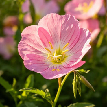 Pink Evening Primrose Seeds - Verdseeds