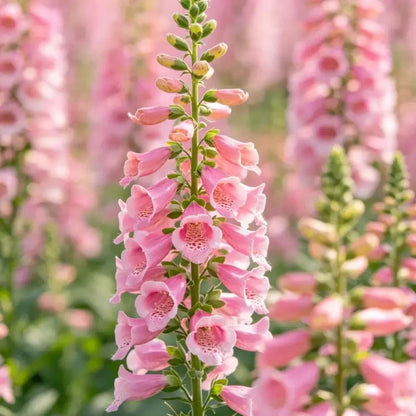 Pink Foxglove Seeds - Verdseeds