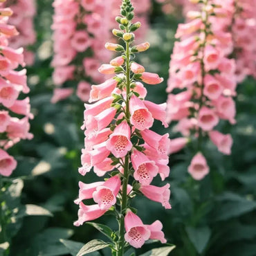 Pink Foxglove Seeds - Verdseeds