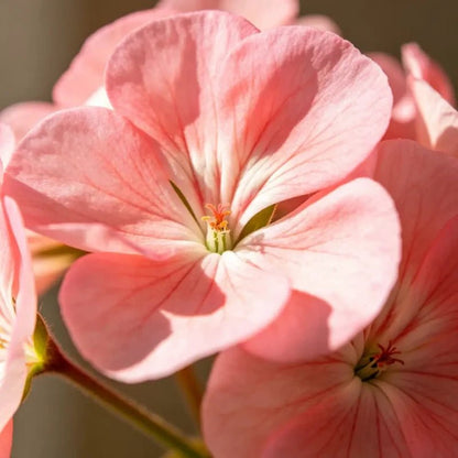 Pink Geranium Seeds - Verdseeds