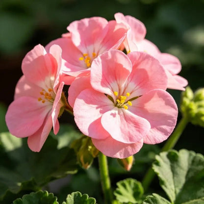 Pink Geranium Seeds - Verdseeds