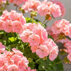 Pink Geranium Seeds - Verdseeds