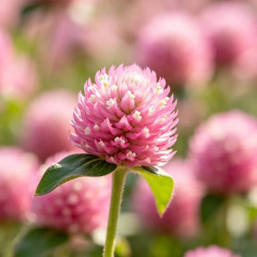Pink Globe Amaranth Seeds - Verdseeds