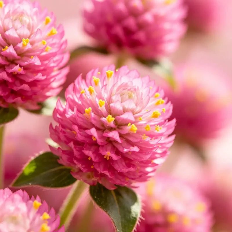 Pink Globe Amaranth Seeds - Verdseeds