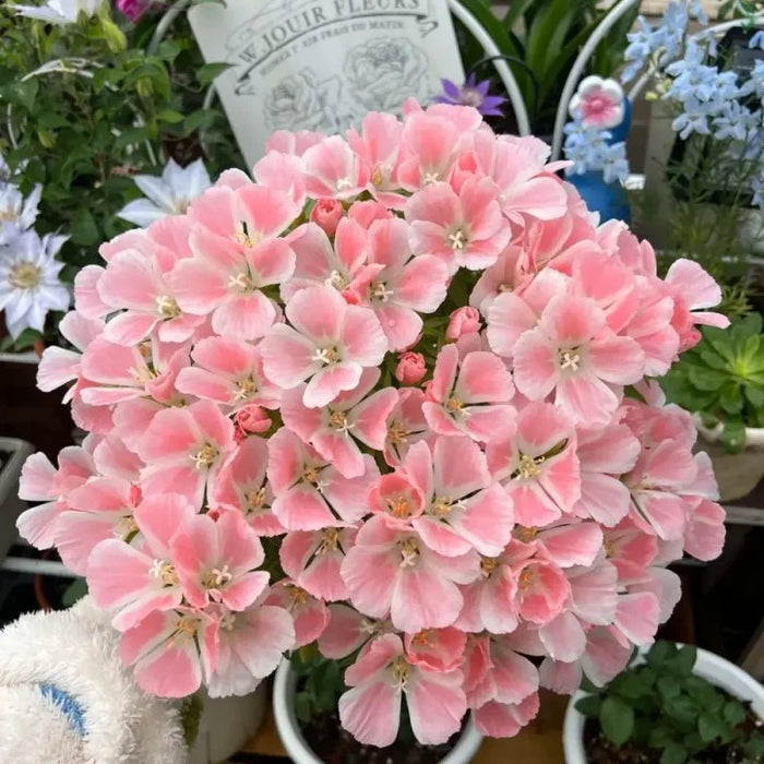 Pink Godetia Seeds - Verdseeds