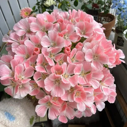 Pink Godetia Seeds - Verdseeds