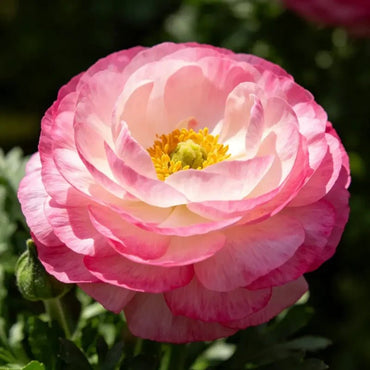 Pink Gradient Ranunculus Seeds - Verdseeds