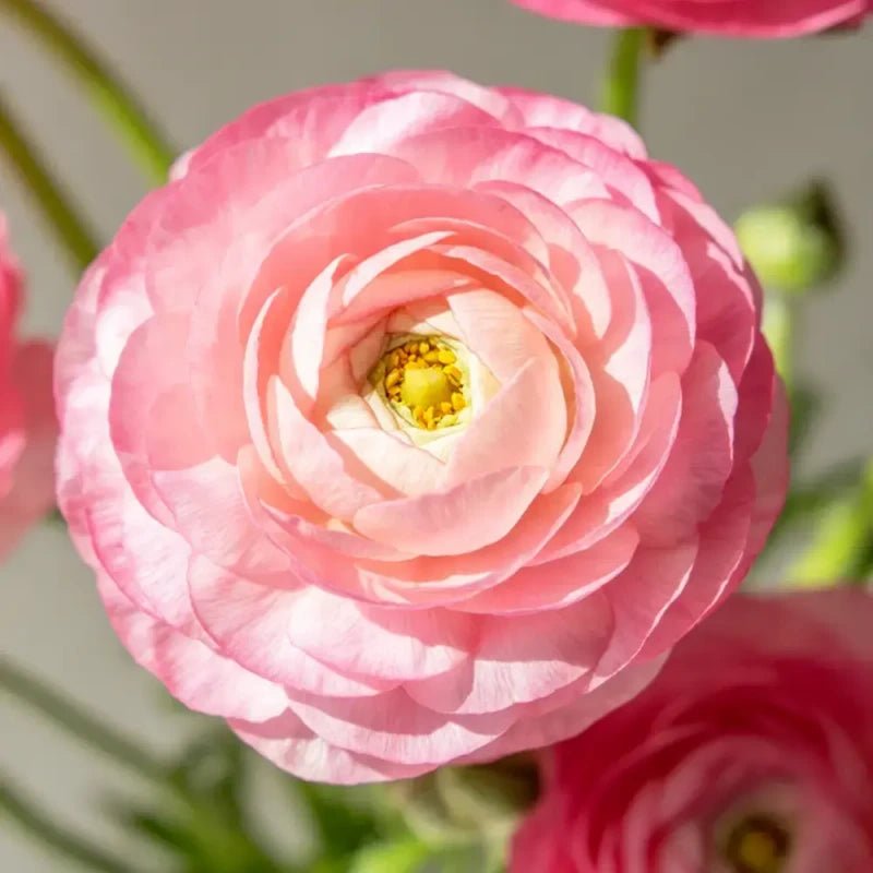 Pink Gradient Ranunculus Seeds - Verdseeds