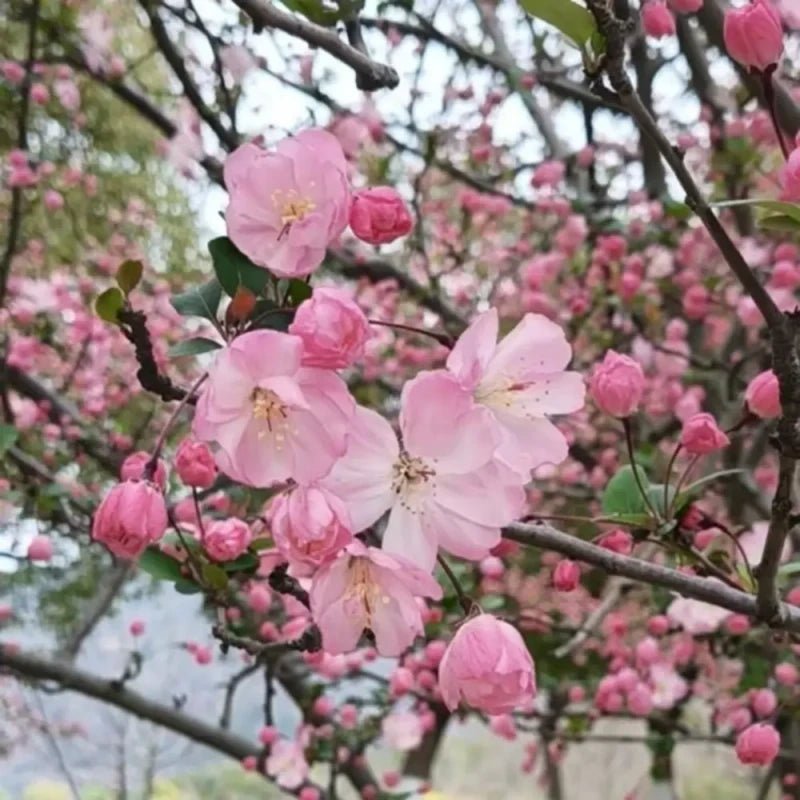Pink Hall Crabapple Seeds - Verdseeds