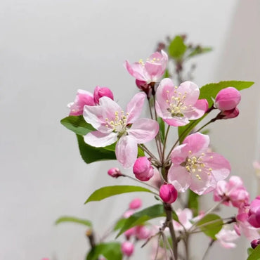 Pink Hall Crabapple Seeds - Verdseeds
