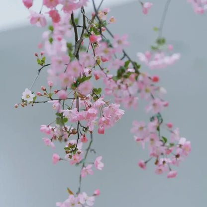 Pink Hall Crabapple Seeds - Verdseeds