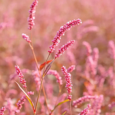 Pink Kiss - me - over - the - garden - gate Seeds - Verdseeds