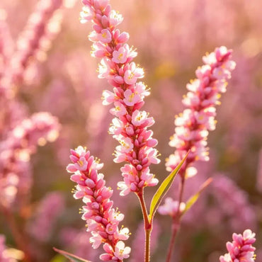 Pink Kiss - me - over - the - garden - gate Seeds - Verdseeds