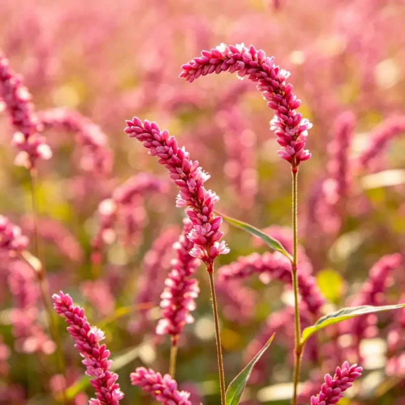 Pink Kiss - me - over - the - garden - gate Seeds - Verdseeds