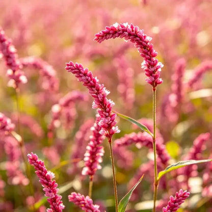 Pink Kiss - me - over - the - garden - gate Seeds - Verdseeds