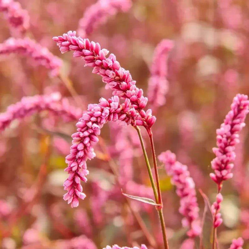 Pink Kiss - me - over - the - garden - gate Seeds - Verdseeds