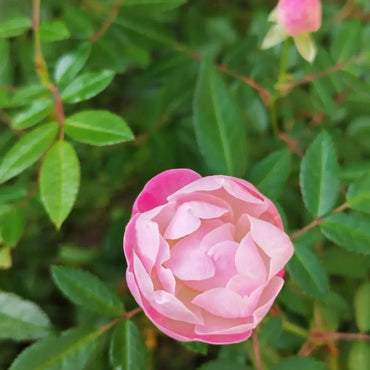 Pink Lady Banks' Rose Seeds - Verdseeds