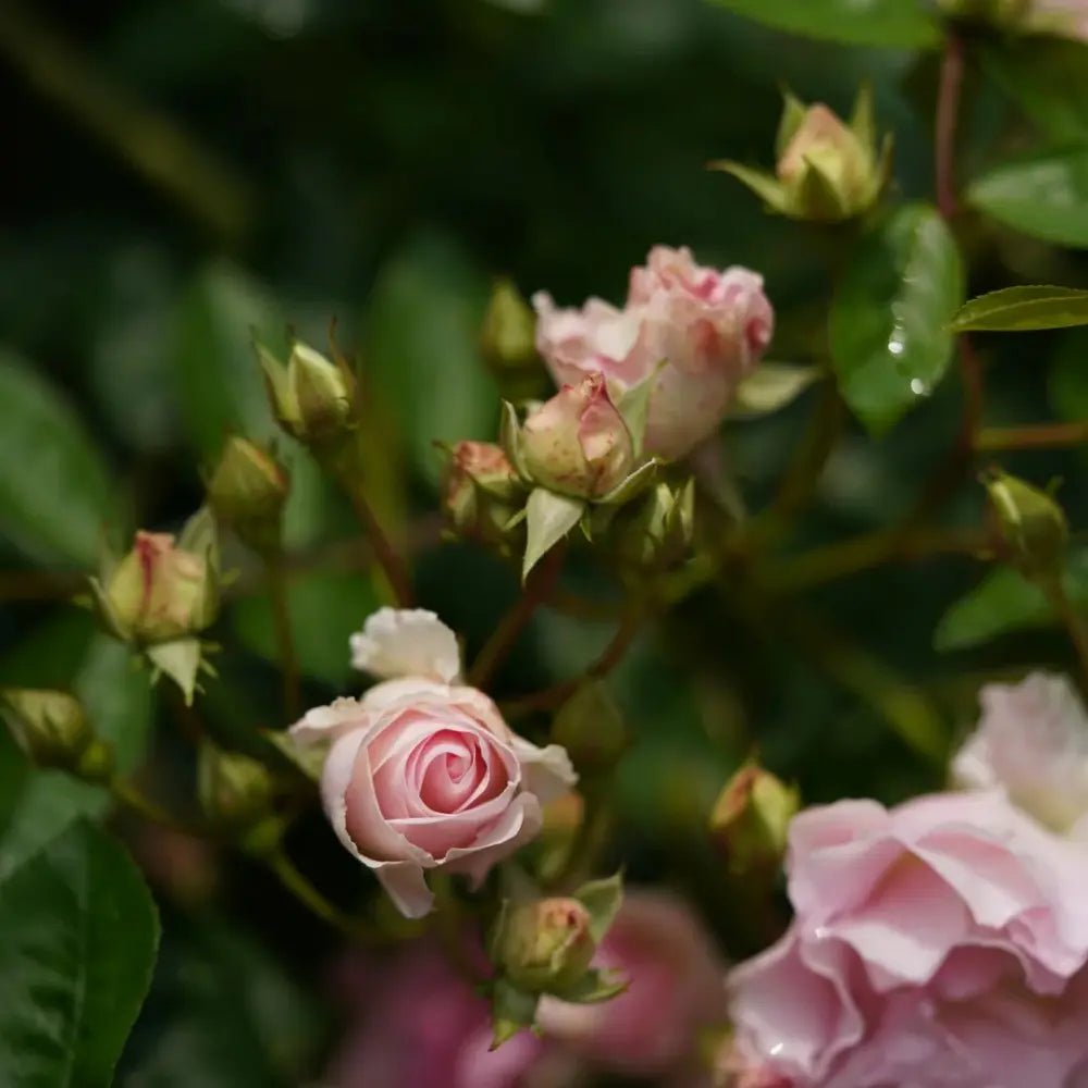 Pink Lady Banks' Rose Seeds - Verdseeds
