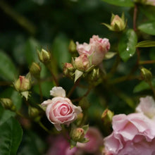 Pink Lady Banks' Rose Seeds - Verdseeds