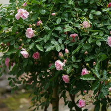 Pink Lady Banks' Rose Seeds - Verdseeds