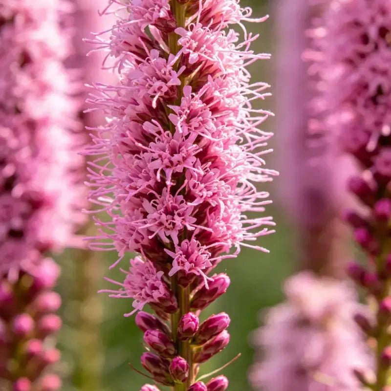 Pink Liatris Seeds - Verdseeds