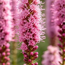 Pink Liatris Seeds - Verdseeds